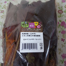 3拍子揃った、stylishなレタス