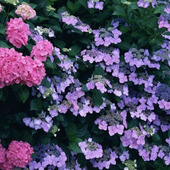 【6月の肌占い】お肌のタイプと血液型から占います!