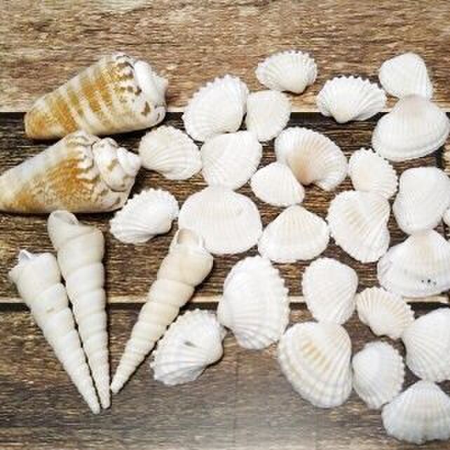 シェルミックスの中身です。