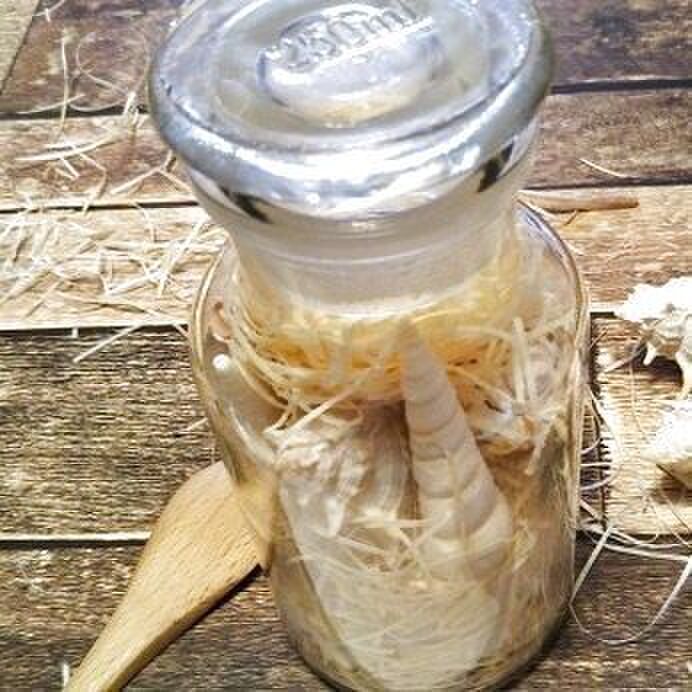 巻貝を詰めます。