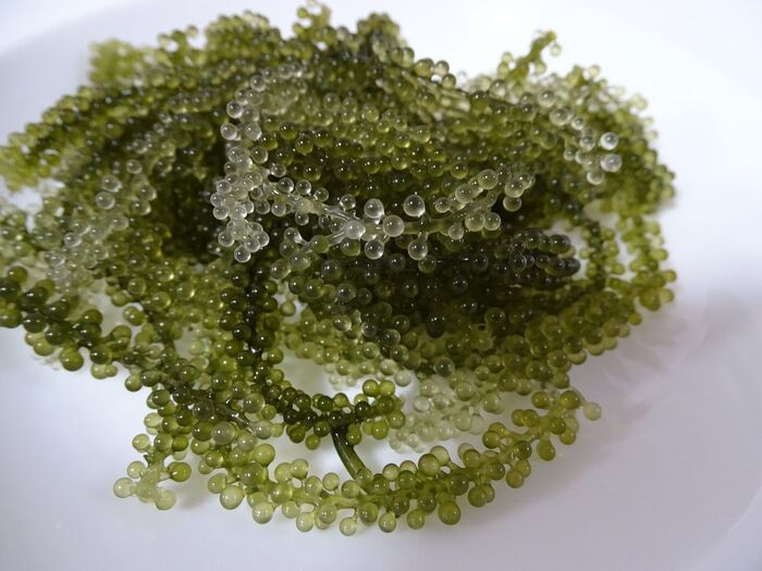 Green caviar ほんま、宝石みたいな輝き