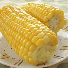 しわしわにならない!プリップリで甘い!しかも光熱費も節約!な とうもろこしの茹で方