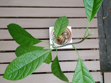 アボカドの種、植えてみました☆2☆