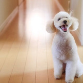 抜け毛や臭いはこれで解決!ペットと暮らすご家庭の簡単掃除術