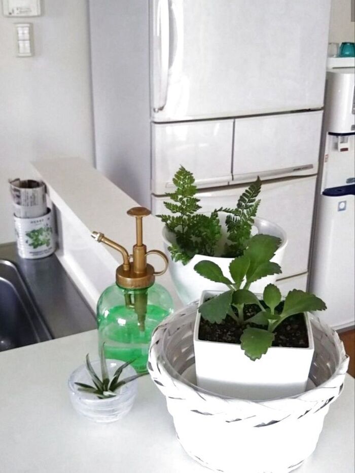 ♡カウンターキッチンにGreenを♡