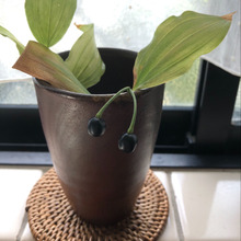 使わなくなった食器活用