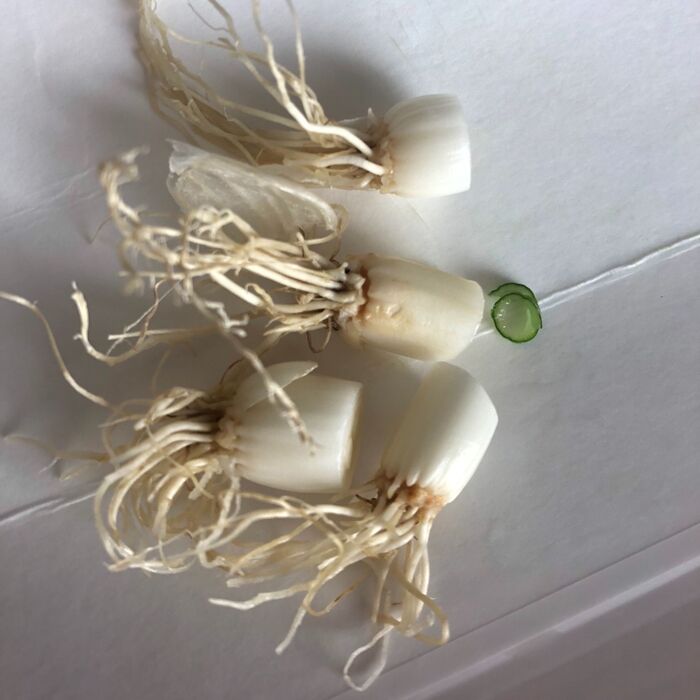 ★画像はネギの根っこです。強い香りのするものほどおいしいですよね~(^O^;)