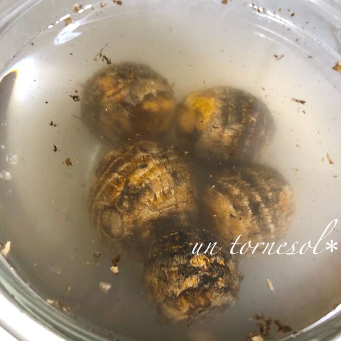 ①しっかりと土を落として!