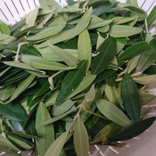 Thé aux olives オリーブ茶