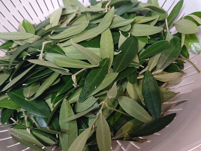 Thé aux olives オリーブ茶