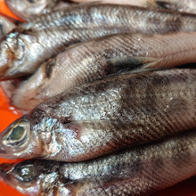 深海魚”めひかり” 超 美味しい!!