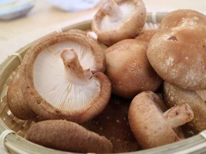 かさの裏側をチェック!新鮮なしいたけの選び方とベストな保存方法