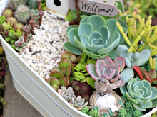 ダイソー*大きめプランターカバーで多肉植物の箱庭作り