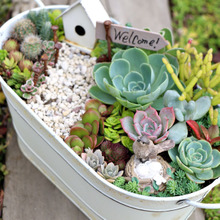 ダイソー*大きめプランターカバーで多肉植物の箱庭作り