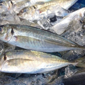 美味しいあじは見た目でわかる!正しい選び方と保存方法