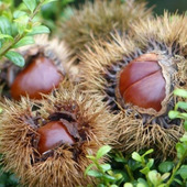 美味しさが確実にアップ!栗は冷凍保存がおすすめ