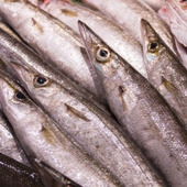 コツは鮮度の見極めにあり!美味しいカマスの選び方と保存方法