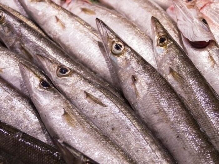 コツは鮮度の見極めにあり!美味しいカマスの選び方と保存方法