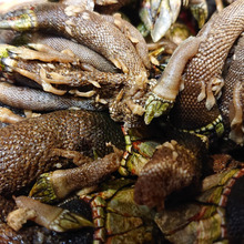 きしょいけど美味い!! 亀の手