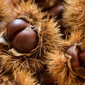 簡単で超スピーディ!調理の時短におすすめの栗のむき方