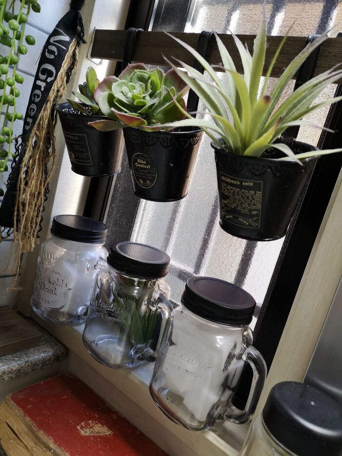 洗面所の窓に挟むだけ!グリーンを取り入れよう