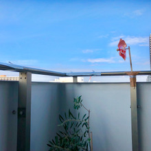 カラス対策!効果てきめん!だったのはこれ♪