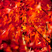 【11月の肌占い】お肌のタイプと血液型から占います!