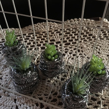 簡単!可愛い!多肉とタワシのコラボ