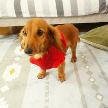 ダイソーの犬服 セーターをオタメシ♪