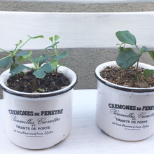 理科大好き♡リビングのグリーンはちょっぴり知育な工夫がいっぱい!