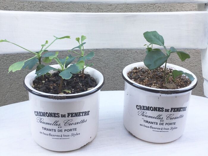 理科大好き♡リビングのグリーンはちょっぴり知育な工夫がいっぱい!