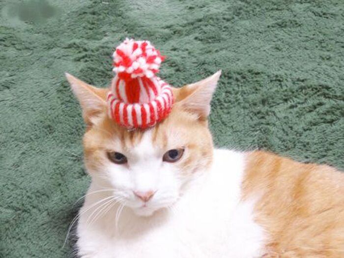 使い方は、色々♪