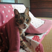 いつまで使えるの?こたつ布団と毛布の寿命と正しい捨て方について