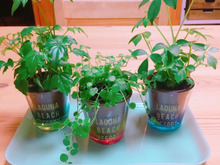 セリアの園芸用ガラス容器で可愛いグリーンインテリア!!