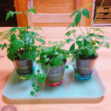 セリアの園芸用ガラス容器で可愛いグリーンインテリア!!