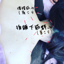 肩こりは首こりから‼️