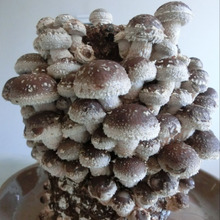 栽培キット☆ お家で手軽にしいたけ大収穫♪