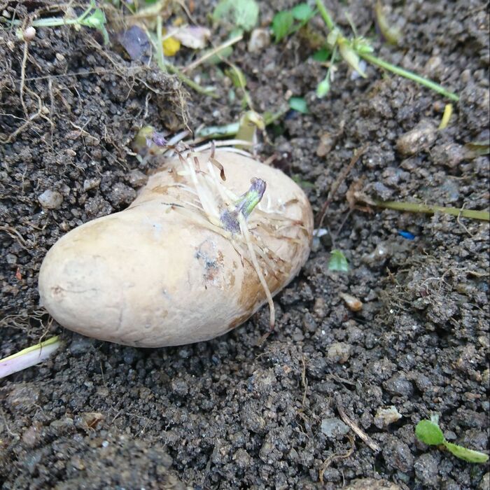 ゴミを減らす方法☆芽が出たじゃがいも☆今が植えどき