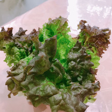 使いかけのサニーレタスを長持ちさせたくて♪