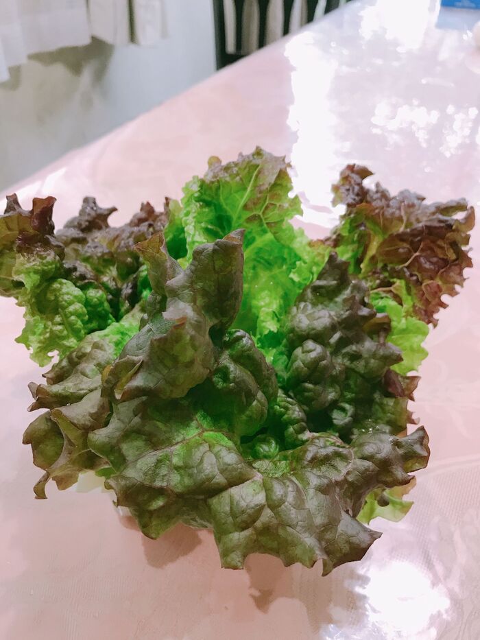 使いかけのサニーレタスを長持ちさせたくて♪