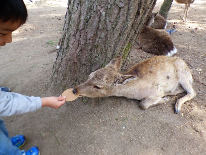 【奈良】奈良を楽しもう♪&鹿エサやりのコツ♪