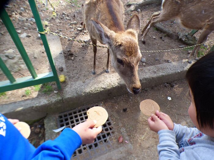 鹿さんがせんべいをくわえたらすぐ手を離す。