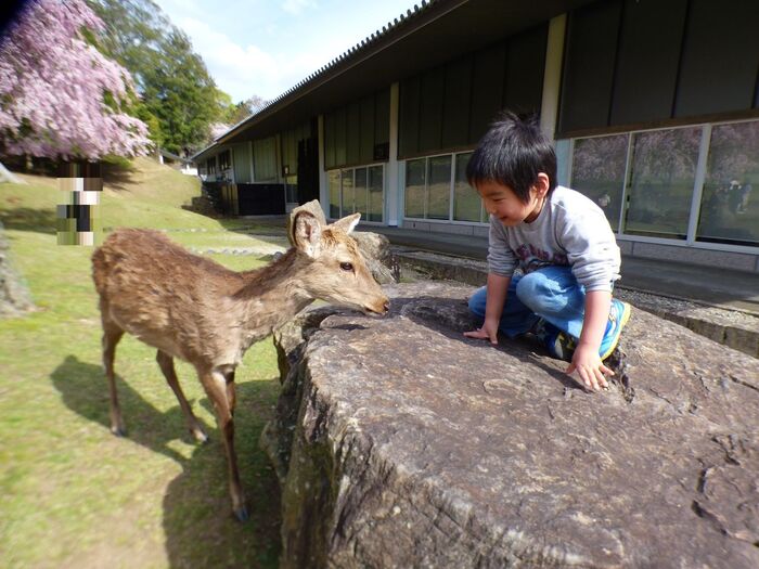鹿が寄って来てくれます♪