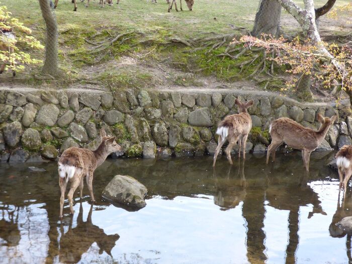 至る所に鹿がいます。