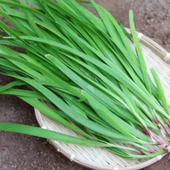 無駄なく使い切ろう!ニラをおいしく長持ちさせる保存方法