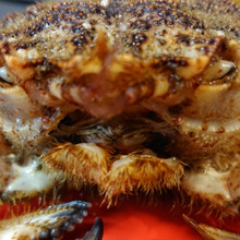 かにさん かにさん (Helmet crab) 「ケガニになれないクリガニ」