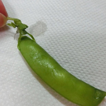 さやえんどうの筋を一気に取る方法