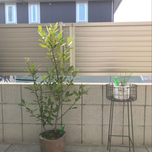 【ハーブ】自家製ローリエに挑戦した結果