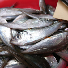 お魚図鑑 ” Super 仁丹 ” の巻 /// by 魚秀 Vol.4