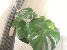 コストコのモンステラ鉢植えで♬初夏のリビングに